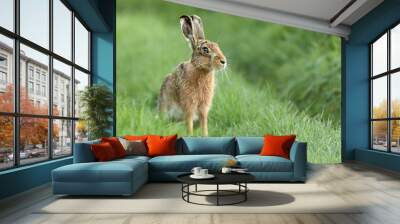 Beautiful Norfolk wild hare sat on grass Wall mural