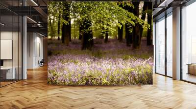 Bluebells in the wood with sunlight Wall mural