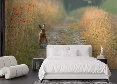 Norfolk brown hare washing at sunrise on a track Wall mural