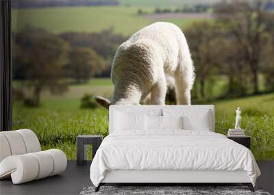 Single lamb eating grass Wall mural