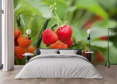 Strawberries growing on a plant Wall mural