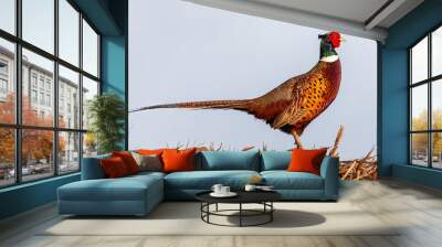 Wild pheasant side view close up Wall mural