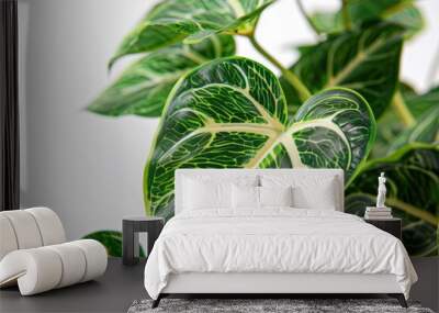 Philodendron Birkin on white background Wall mural