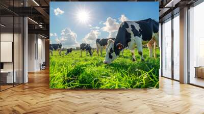 Cows eating green grass on the field, wide angle shot, sunny environment Wall mural