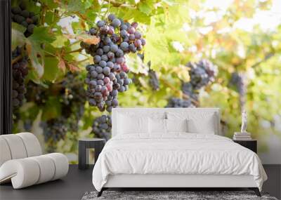 Bunches of ripe red grapes ready to be picked up and will become a tasty wine like Valpolicella, Amarone or Recioto Wall mural