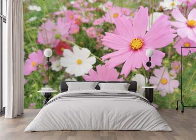 Close-up Pink flower  in the garden. and Morning light Is a beautiful flower Wall mural