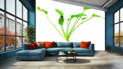 leaves isolated on white background Wall mural