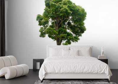 tree in the garden isolated on white background Wall mural