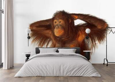 A young orangutan on a white background. Wall mural