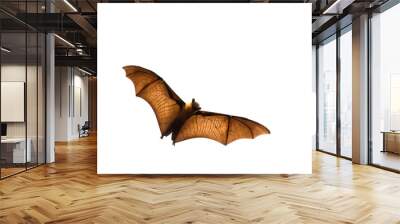 Flying bat (Lyle's flying fox) isolated on white background. Wall mural