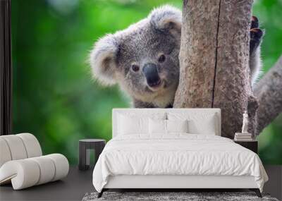 Koala Bear in zoo. Wall mural