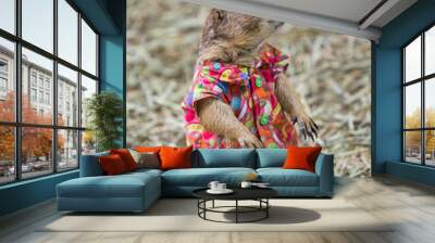 Prairie dog cute pet Wall mural