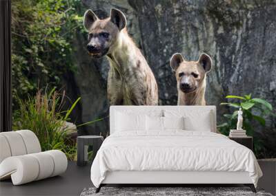 Spotted hyena in the wild nature. Wall mural