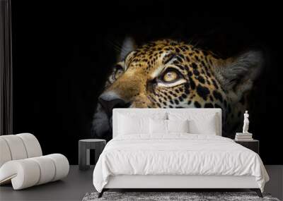 the face of a leopard is staring at the victim. Wall mural