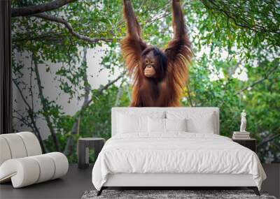 The orangutan is playing on the tree. Wall mural