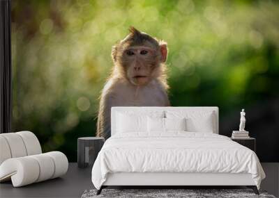 young monkey resting in nature. Wall mural