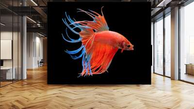 Fighting fish, red fish on a black background, color Siamese fighting fish Halfmoon Betta. . Wall mural