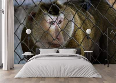 monkey with sad expression in a cage. Wall mural