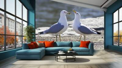 Cute pair of gulls on the shore Wall mural