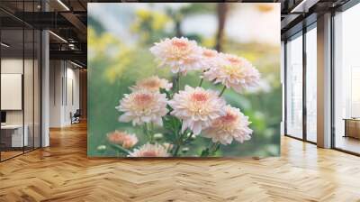 Beautiful pink chrysanthemum background Wall mural