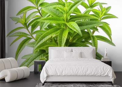 Lemon verbena isolated on transparent background Wall mural