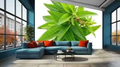 Lemon verbena isolated on transparent background Wall mural