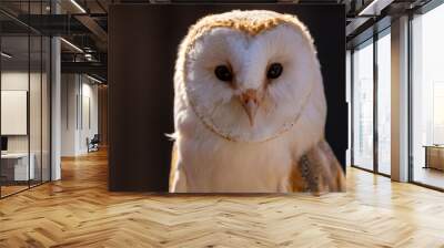 A portrait of a barn owl at a sunny day in summer. Wall mural