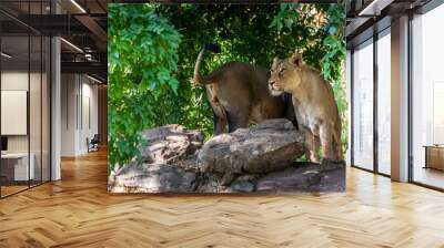 Two young lions in a zoo, relaxing and cleaning each other their fur in their outdoor enclosure at a sunny day in summer. Wall mural