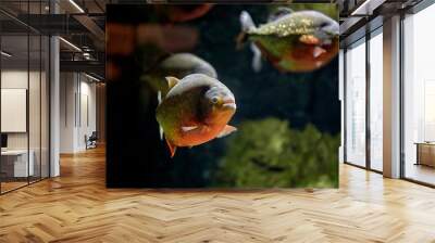 Red piranha or coicoa (Pygocentrus nattereri) fish swimming in fresh water among other specimens of its species. Wall mural