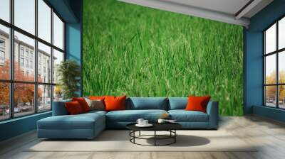 green rice plant texture Wall mural