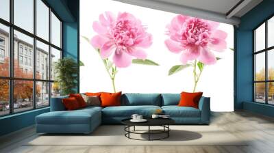 Peony flower isolated on white Wall mural