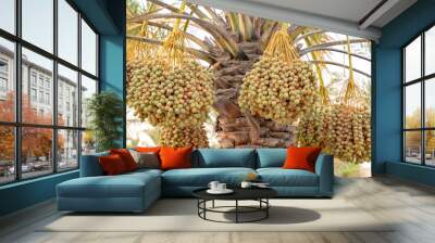 Plantation of date palms. Tropical agriculture industry in the Middle East. Wall mural