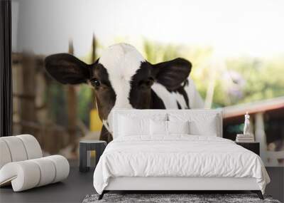 young black and white calf at dairy farm. Newborn baby cow Wall mural