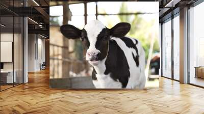 young black and white calf at dairy farm. Newborn baby cow Wall mural