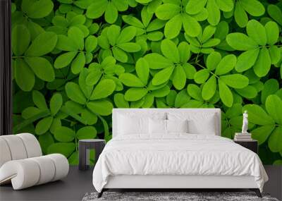 Arachis Pintoi leaf. Tropical Seeds. Pinto Peanut. A legume Wall mural