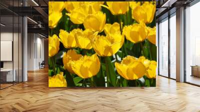 Vibrant Dutch Yellow Tulips: Close-up Floral Beauty Wall mural