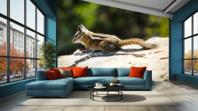 chipmunk on a rock Wall mural