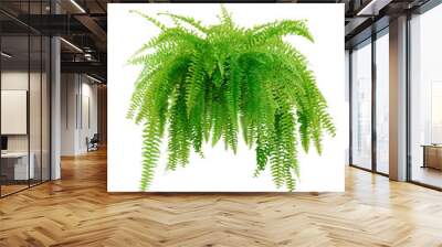 Tiger fern or Boston fern ( Nephrolepis exaltata Bostoniensis ) growing in a modern pot. Beautiful fresh green Common sword fern for home decoration, isolated on white background Wall mural