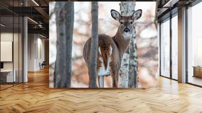 Female white-tailed deer (Odocoileus virginianus) in a Wisconsin woods Wall mural