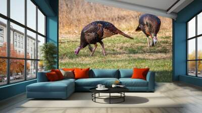 Male wild turkeys (Meleagris gallopavo) eating in a Wisconsin field in autumn Wall mural