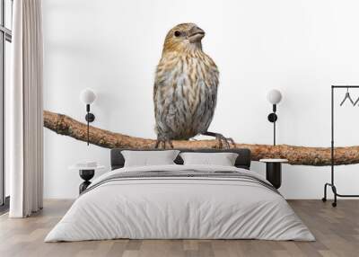 female house finch perched on a pine branch Wall mural