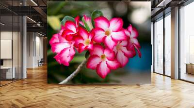 desert rose flower. Wall mural