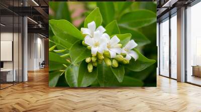 Orange Jasmine flower Wall mural