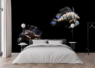 red lionfish on a black background Wall mural