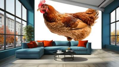 A huge brown chicken hen farm animal standing alone on white background. AI generated image Wall mural