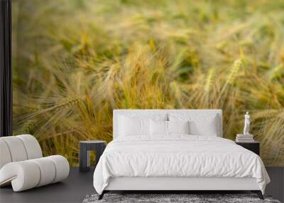 Panorama of wheat field. Background of ripening ears of wheat field. Beautiful Nature Landscape.  Wall mural