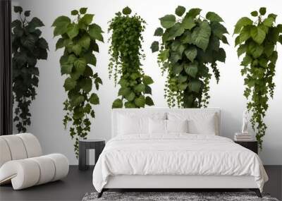 Collection of PNG. Green leaves Javanese treebine or Grape ivy. Jungle vine hanging ivy plant bush isolated on a transparent background. Wall mural