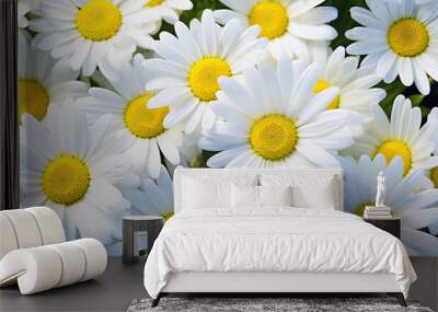 daisy flowers. daisy flowers in the garden. daisy flowers field.  Wall mural