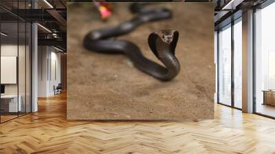 The Javan spitting cobra (Naja sputatrix), also called Indonesian cobra, is a species of cobra in the family Elapidae, found in the Lesser Sunda Islands of Indonesia, including Java, Bali, and other. Wall mural