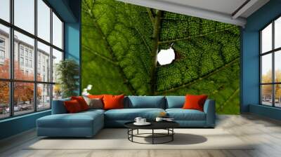 Leaf green macro texture background Wall mural